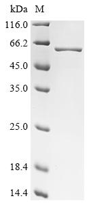 重组蛋白 Streptococcus pneumoniae