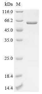 重组蛋白 Streptococcus pneumoniae 