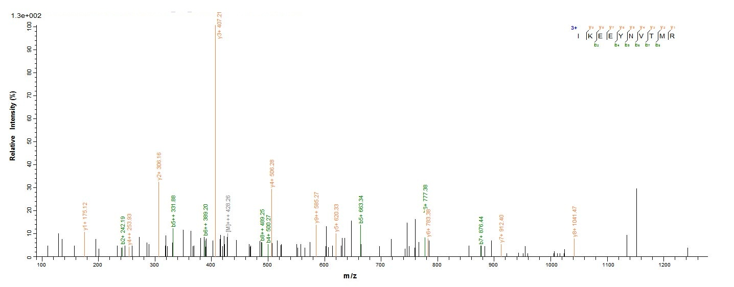 E.coli gluD Protein蛋白，orb24650