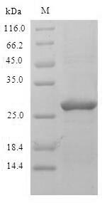 Rat PHLPII Protein蛋白，orb358694