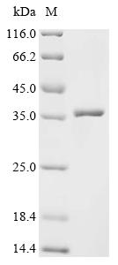 重组蛋白 Bombyx mori nuclear polyh
