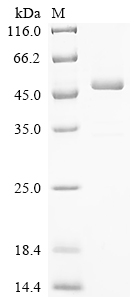 重组蛋白 Vaccinia virus Intermedia
