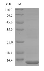 Bacterial lptD Protein蛋白，orb35