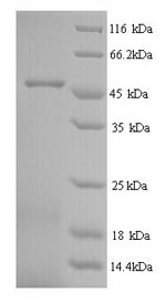 Yeast MRJP1 Protein蛋白，orb24614