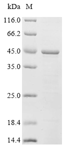 重组蛋白 Human Apoptosis regulator