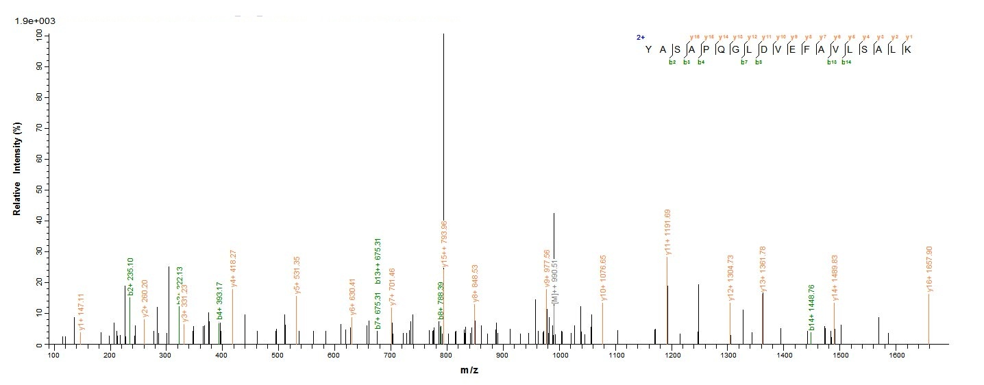 E.coli BALF5 Protein蛋白，orb2447