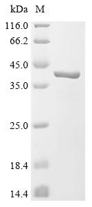 重组蛋白 Glycine max Seed biotin-c