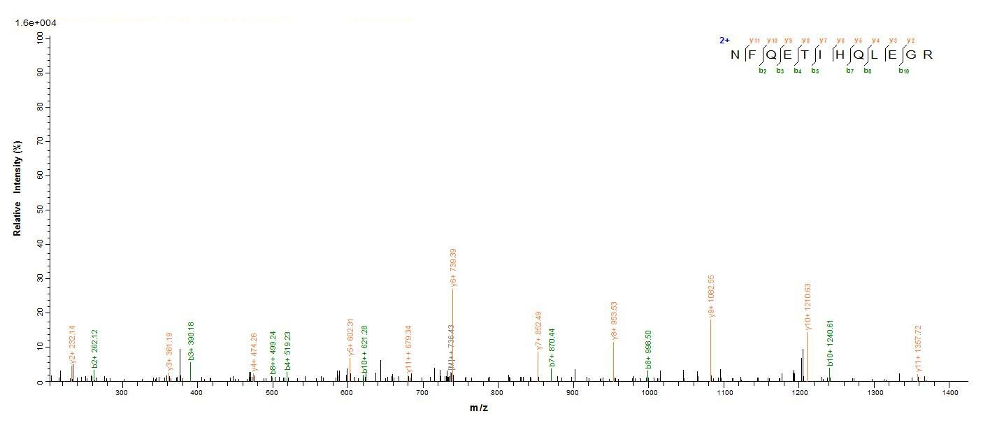 Human TRAF6 Protein蛋白，orb24460