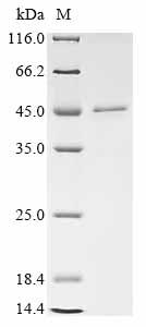 重组蛋白 Mouse CMRF35-like molecul