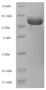 Bacterial lspL Protein蛋白,orb35