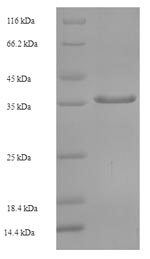 Human TBPL1 Protein蛋白，orb24623