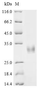 重组蛋白 Cat Fibroblast growth fac