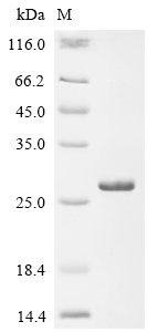 重组蛋白 Rat Matrilysin (Mmp7)，orb