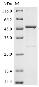 重组蛋白 Chicken Alpha-N-acetylgal