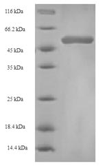 Birds pKIWI502 Protein蛋白，orb35