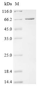 重组蛋白 Escherichia coli Alpha,al