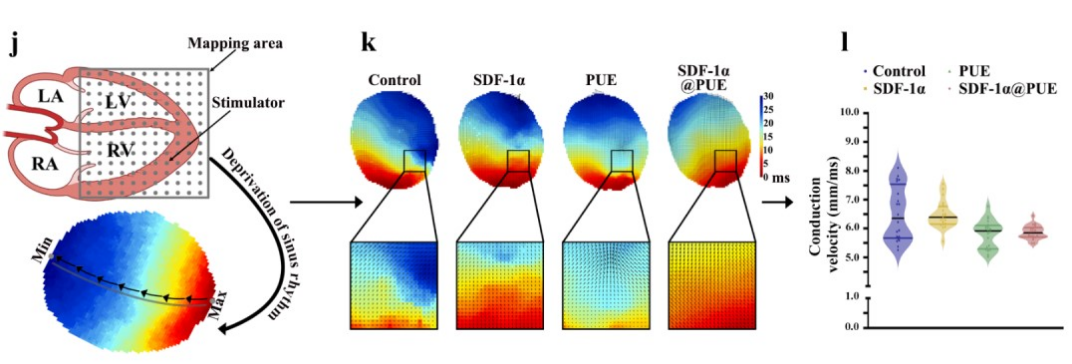 荧光标测技术（Optical Mapping）应用：跨尺度信号量化与可视化，赋能心血管基础与转化研究