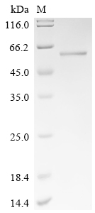 重组蛋白 Human Activating signal c
