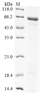 重组蛋白 Human Cytochrome P450 4F8