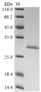 Hepatitis B virus genotype C s