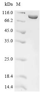 重组蛋白 Klebsiella pneumoniae sub