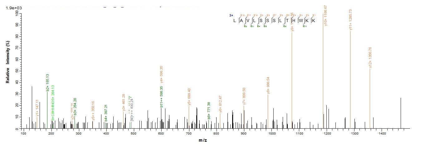 Human LAMTOR1 Protein蛋白，orb358