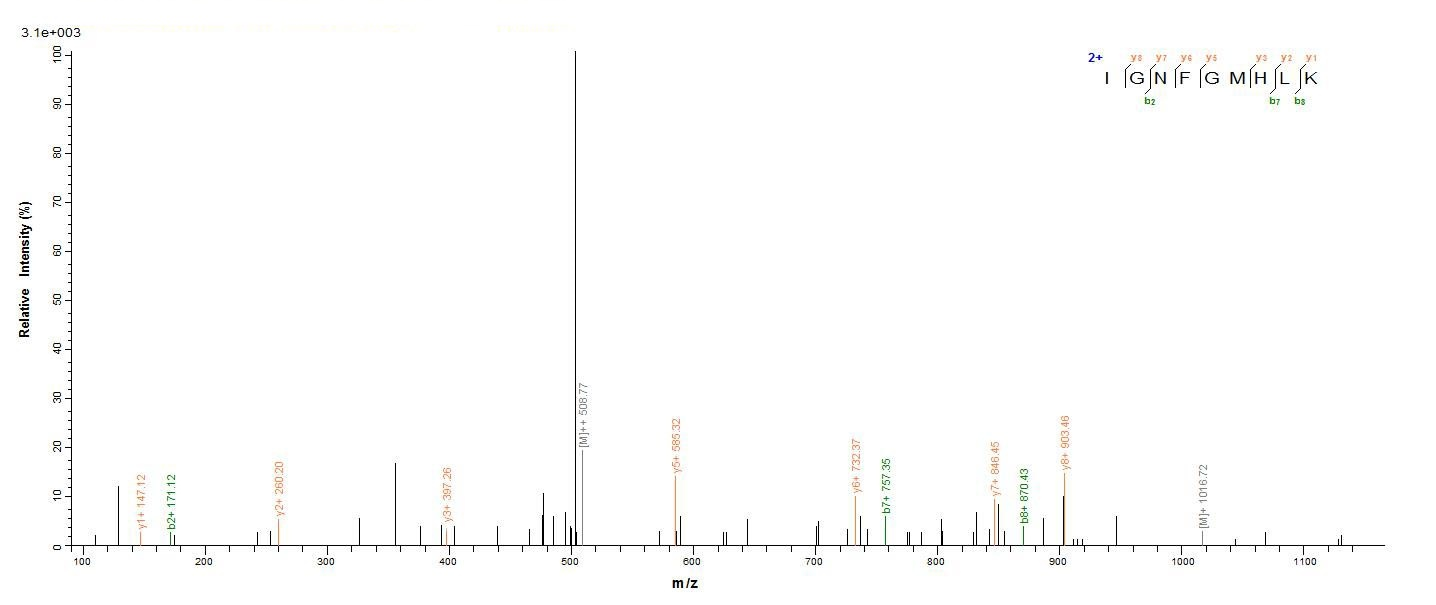 Human TRAF6 Protein蛋白，orb24460