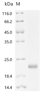 重组蛋白 Macaca fascicularis Inhib