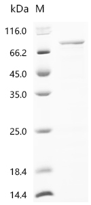 重组蛋白 Pig Protocadherin beta 7 