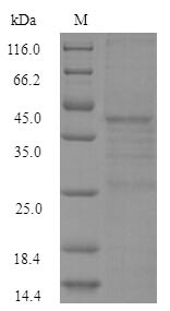 E. coli lexA Protein蛋白，orb3587