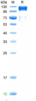 重组蛋白 human VEGFR3 Protein蛋白, C