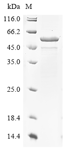 flaA Protein蛋白，orb1477317，bior