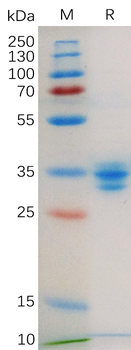Mouse CDH3 Protein蛋白, His Tag，