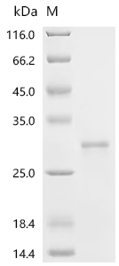 重组蛋白 Human Erythropoietin (EPO
