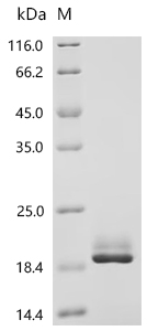 重组蛋白 Sheep Fibroblast growth f