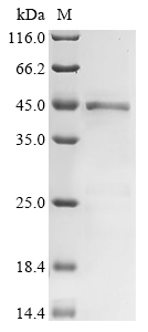 Suid herpesvirus 1 Envelope gl
