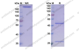 佰乐博生物蛋白抗体——自身免疫治疗靶点之Guselkumab古塞奇尤单抗