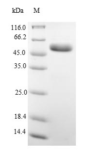 Rat alpha 1 Antitrypsin Protei