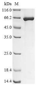 重组蛋白 Human adenovirus C seroty