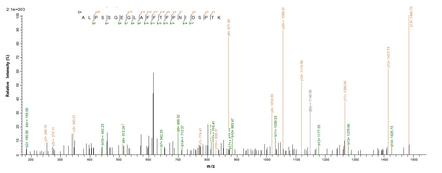 Mouse Hmox1 Protein蛋白，orb24674