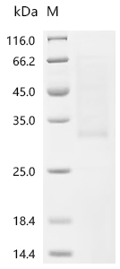 重组蛋白 Human Erythropoietin (EPO