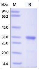 Human Galectin-3 Protein蛋白, Hi