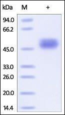 Human CD14 Protein蛋白, His Tag，