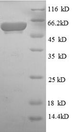 E. coli glpD Protein蛋白，orb2446