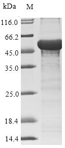 Human adenovirus F serotype 41