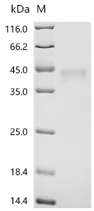 重组蛋白 Human Transmembrane Prote