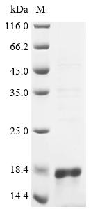 重组蛋白 Escherichia coli Microcin