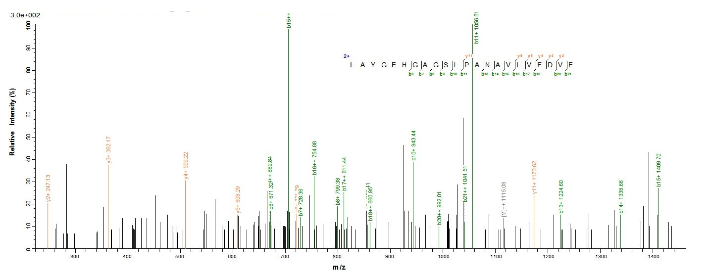 Bacterial fkpA Protein蛋白，orb35