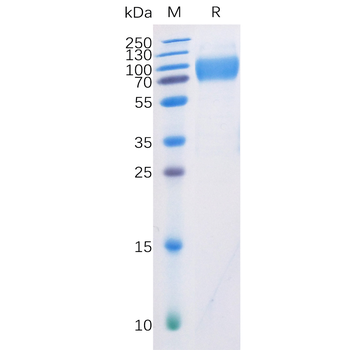 Human BTN3A1 Protein蛋白, mFc-Hi