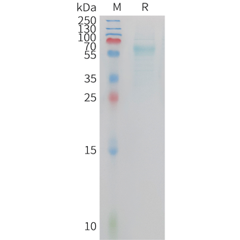 Human KGF (C-6His) Protein蛋白，o